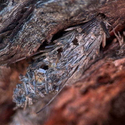Psychidae (family) IMMATURE (Unidentified case moth or bagworm) at Casey, ACT - 13 Apr 2024 by Hejor1