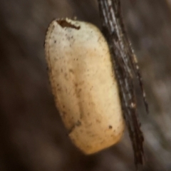 Blattidae sp. (family) (Unidentified blattid cockroach) at Casey, ACT - 13 Apr 2024 by Hejor1