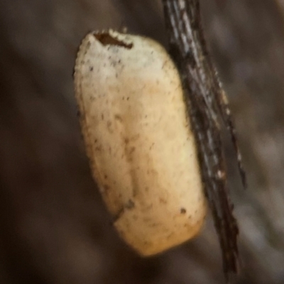 Blattidae sp. (family) (Unidentified blattid cockroach) at Casey, ACT - 13 Apr 2024 by Hejor1