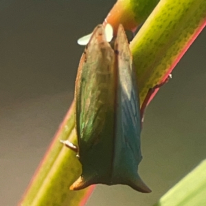 Sextius virescens at Casey, ACT - 13 Apr 2024