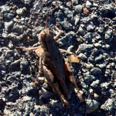 Phaulacridium vittatum (Wingless Grasshopper) at Casey, ACT - 13 Apr 2024 by Hejor1