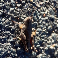 Phaulacridium vittatum at Casey, ACT - 13 Apr 2024