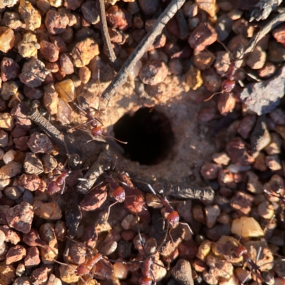 Iridomyrmex purpureus (Meat Ant) at Casey, ACT - 13 Apr 2024 by Hejor1