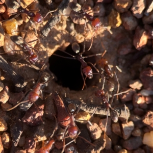 Iridomyrmex purpureus at Casey, ACT - 13 Apr 2024 04:37 PM