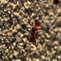 Iridomyrmex purpureus at Casey, ACT - 13 Apr 2024 04:37 PM