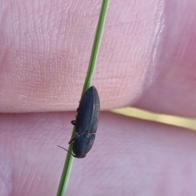 Elateridae sp. (family) (Unidentified click beetle) at QPRC LGA - 13 Apr 2024 by clarehoneydove