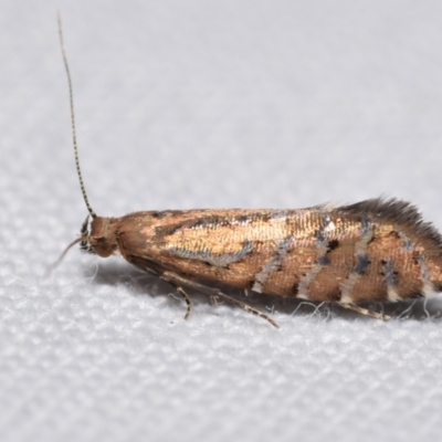 Glyphipterix perimetalla (Five-bar Sedge-moth) at Jerrabomberra, NSW - 13 Apr 2024 by DianneClarke