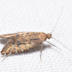 Glyphipterix perimetalla at suppressed - suppressed