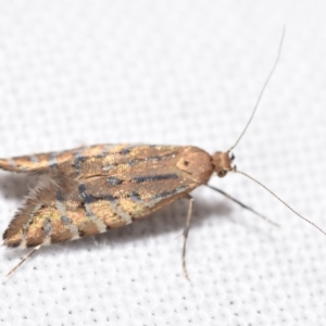 Glyphipterix perimetalla at suppressed - suppressed