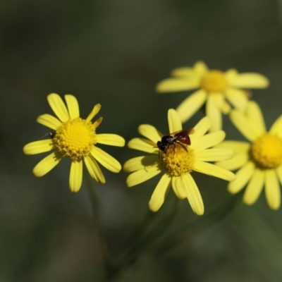 Exoneura sp. (genus) (A reed bee) at Belanglo State Forest - 13 Apr 2024 by Paperbark native bees