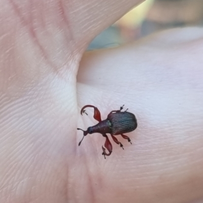 Euops sp. (genus) (A leaf-rolling weevil) at QPRC LGA - 13 Apr 2024 by clarehoneydove