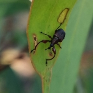 Euops sp. (genus) at QPRC LGA - 13 Apr 2024