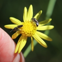 Lasioglossum (Homalictus) sphecodoides (Furrow Bee) at Wingecarribee Local Government Area - 13 Apr 2024 by PaperbarkNativeBees