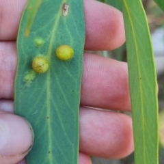 Apiomorpha sp. (genus) (A gall forming scale) at QPRC LGA - 13 Apr 2024 by clarehoneydove