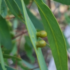 Eucalyptus insect gall at QPRC LGA - suppressed