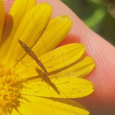 Chinoneides tasmaniensis (Stilt bug) at QPRC LGA - 13 Apr 2024 by clarehoneydove