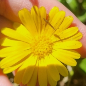 Chinoneides tasmaniensis at suppressed - 13 Apr 2024