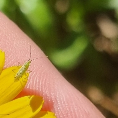 Miridae (family) (Unidentified plant bug) at QPRC LGA - 13 Apr 2024 by clarehoneydove