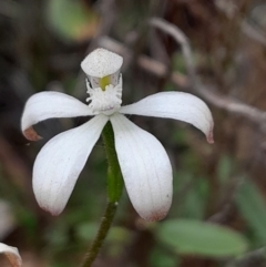 Caladenia ustulata (Brown Caps) at Black Mountain - 3 Oct 2023 by Venture