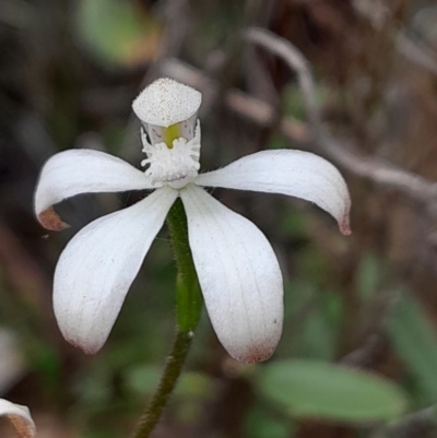 Caladenia ustulata (Brown Caps) at Black Mountain - 3 Oct 2023 by Venture