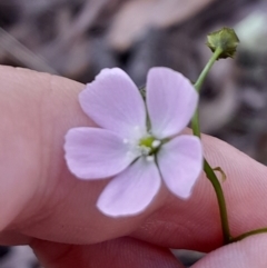 Drosera auriculata (Tall Sundew) at Black Mountain - 30 Sep 2023 by Venture