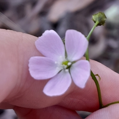 Drosera auriculata (Tall Sundew) at Black Mountain - 30 Sep 2023 by Venture