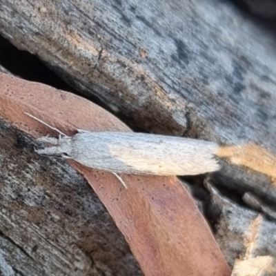 Phryganeutis cinerea (Chezala Group moth) at QPRC LGA - 13 Apr 2024 by clarehoneydove
