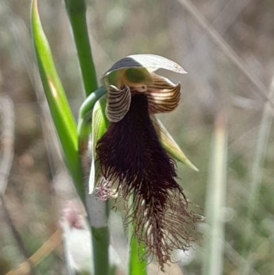 Calochilus platychilus (Purple Beard Orchid) at Black Mountain - 7 Oct 2023 by Venture