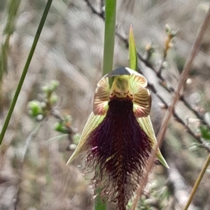 Calochilus platychilus at Black Mountain - 7 Oct 2023