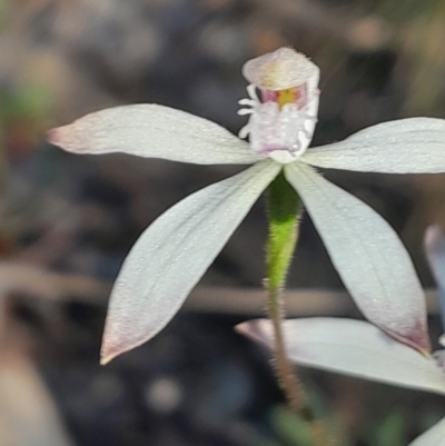 Caladenia ustulata (Brown Caps) at Black Mountain - 30 Sep 2023 by Venture