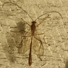 Ichneumonidae (family) (Unidentified ichneumon wasp) at QPRC LGA - 8 Apr 2024 by clarehoneydove