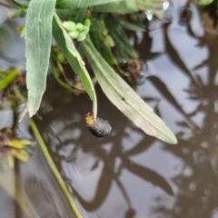 Cryptocephalinae (sub-family) at QPRC LGA - 6 Apr 2024