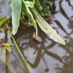 Cryptocephalinae (sub-family) at QPRC LGA - 6 Apr 2024