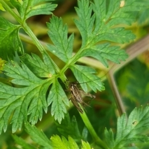 Bobilla sp. (genus) at QPRC LGA - suppressed