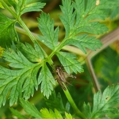 Bobilla sp. (genus) (A Small field cricket) at QPRC LGA - 6 Apr 2024 by clarehoneydove