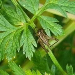 Bobilla sp. (genus) at QPRC LGA - 6 Apr 2024