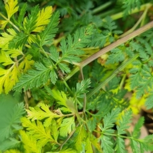 Bobilla sp. (genus) at QPRC LGA - 6 Apr 2024