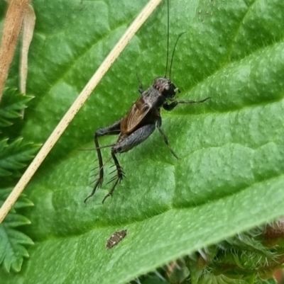 Unidentified Cricket (Orthoptera, several families) at QPRC LGA - 6 Apr 2024 by clarehoneydove