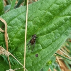 Bobilla sp. (genus) at QPRC LGA - suppressed