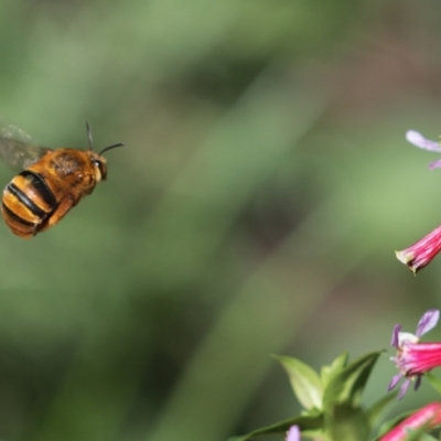 Amegilla (Asaropoda) bombiformis (Teddy Bear Bee) at Keiraville, NSW - 25 Mar 2024 by PaperbarkNativeBees