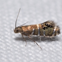 Glyphipterix iometalla (A Sedge moth) at QPRC LGA - 13 Apr 2024 by DianneClarke