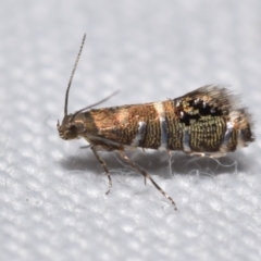 Glyphipterix iometalla (A Sedge moth) by DianneClarke