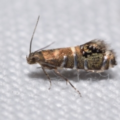 Glyphipterix iometalla (A Sedge moth) at Jerrabomberra, NSW - 13 Apr 2024 by DianneClarke