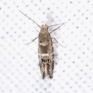 Glyphipterix iometalla at suppressed - suppressed