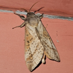 Oxycanus (genus) (Unidentified Oxycanus moths) at Braidwood, NSW - 13 Apr 2024 by MatthewFrawley