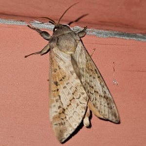 Oxycanus (genus) at QPRC LGA - 13 Apr 2024