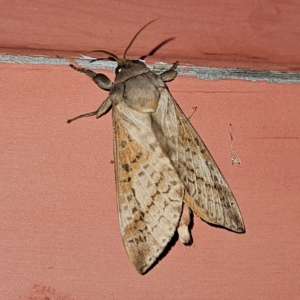 Oxycanus (genus) at QPRC LGA - 13 Apr 2024