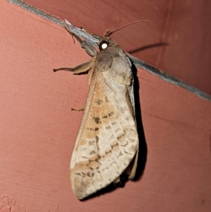 Oxycanus (genus) at QPRC LGA - 13 Apr 2024