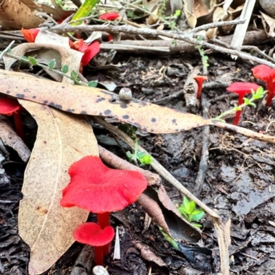 Unidentified Cap on a stem; gills below cap [mushrooms or mushroom-like] at Beecroft Peninsula, NSW - 13 Apr 2024 by Wompi