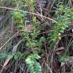 Ligustrum sinense (Narrow-leaf Privet, Chinese Privet) at Mount Majura - 9 Apr 2024 by waltraud